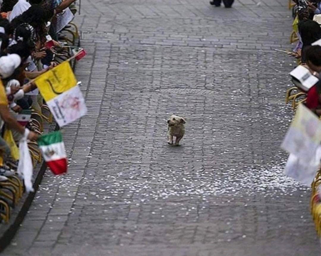 No México teve um desfile para o papa e o doguinho pensou que era pra ele