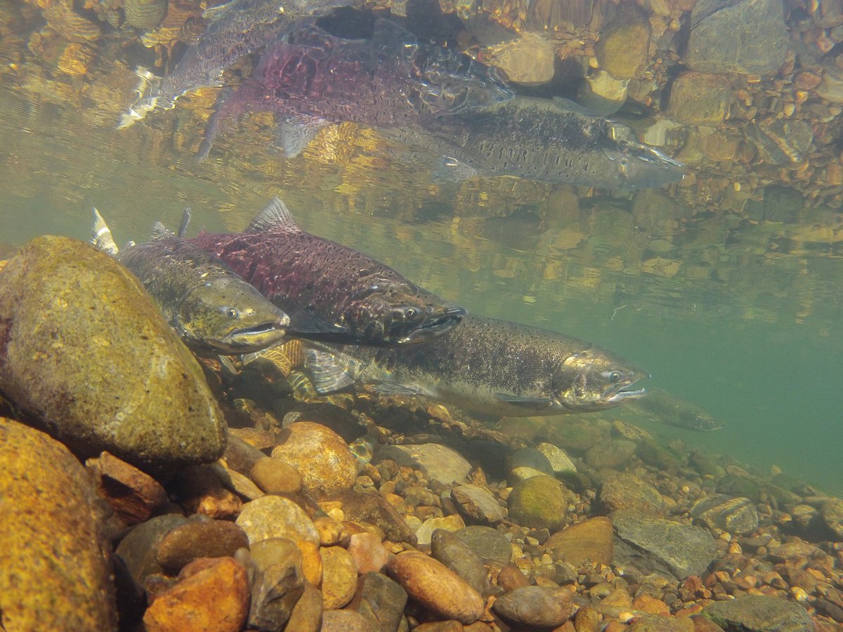 ironloudly's tweet image. Migratory fish can be ambassadors for landscape scale #freshwater protection because they use whole watersheds during their life cycles. The health of #migratoryfish is an important indicator of whether we are successfully protecting freshwaters across landscapes. #iucncongress