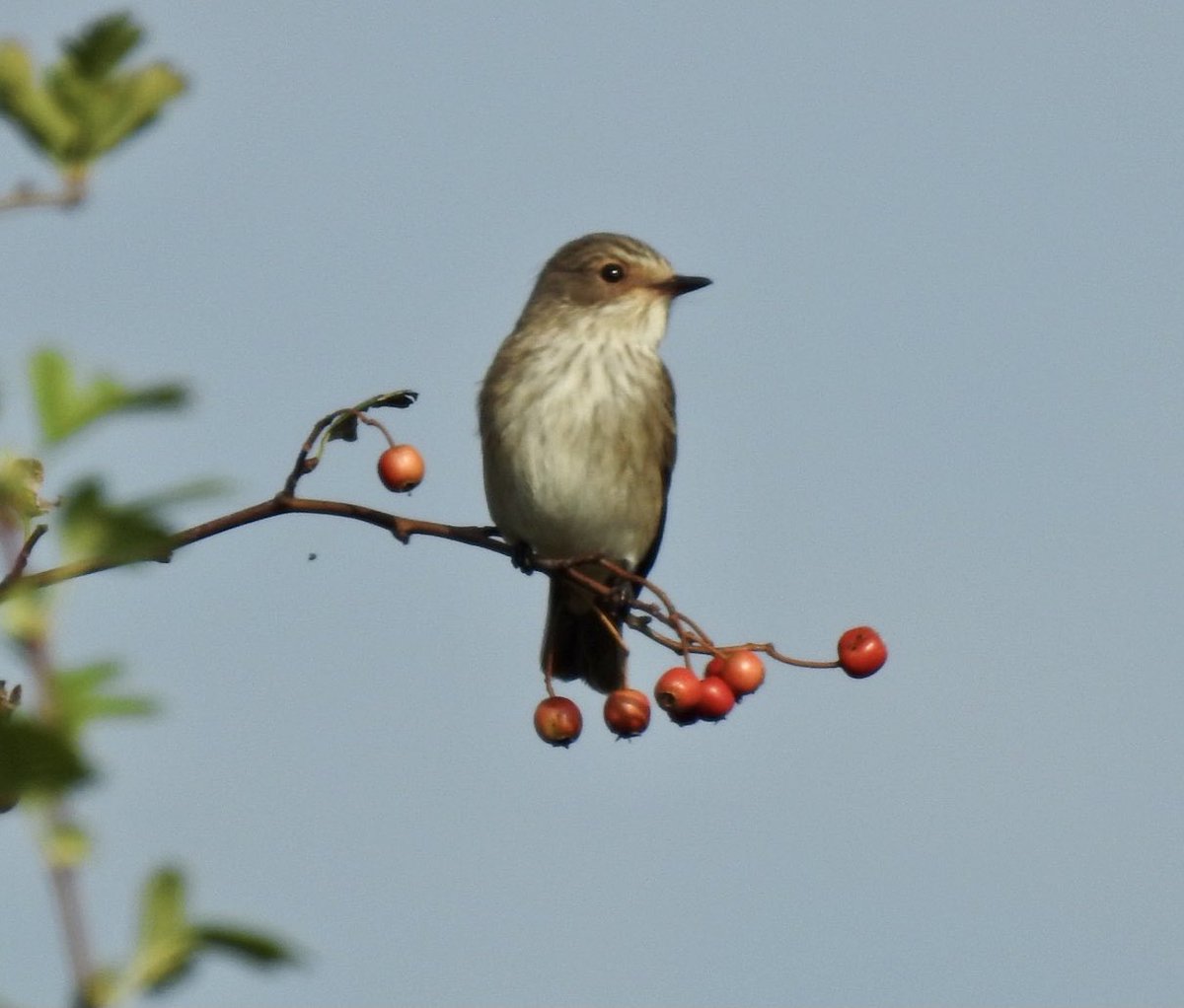 @verbius6 @Natures_Voice @NatureUK @Britnatureguide @WildlifeMag @_BTO @wildlife_uk @ElmleyNNR And for me it was mostly flycatchers