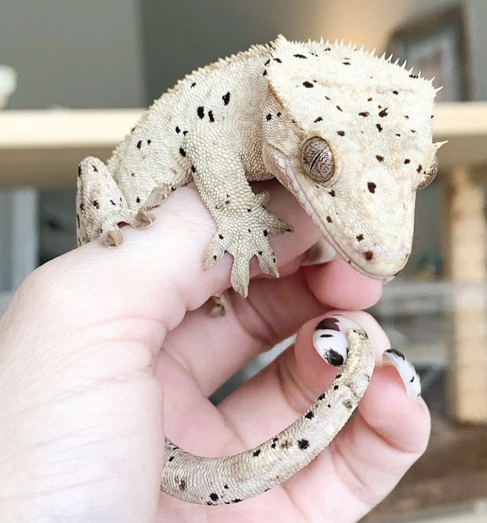 petsukofficial's tweet photo. How amazing are these markings on Domino? 🖤🤍
#gecko #geckosofinstagram #geckocommunity https://t.co/fjzYoE6iLW