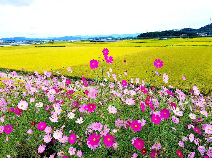 두 눈 뜨고 자는 고양이

뉘를 보기 위함일까요

무엇을 기다리기 위함일까요

친구를 기다리는 고양이 눈 뜨며 잠이 오는 걸까요

잠이 오는데 두 눈이 안 감기는 고양이

수염이 안테나 같아요
