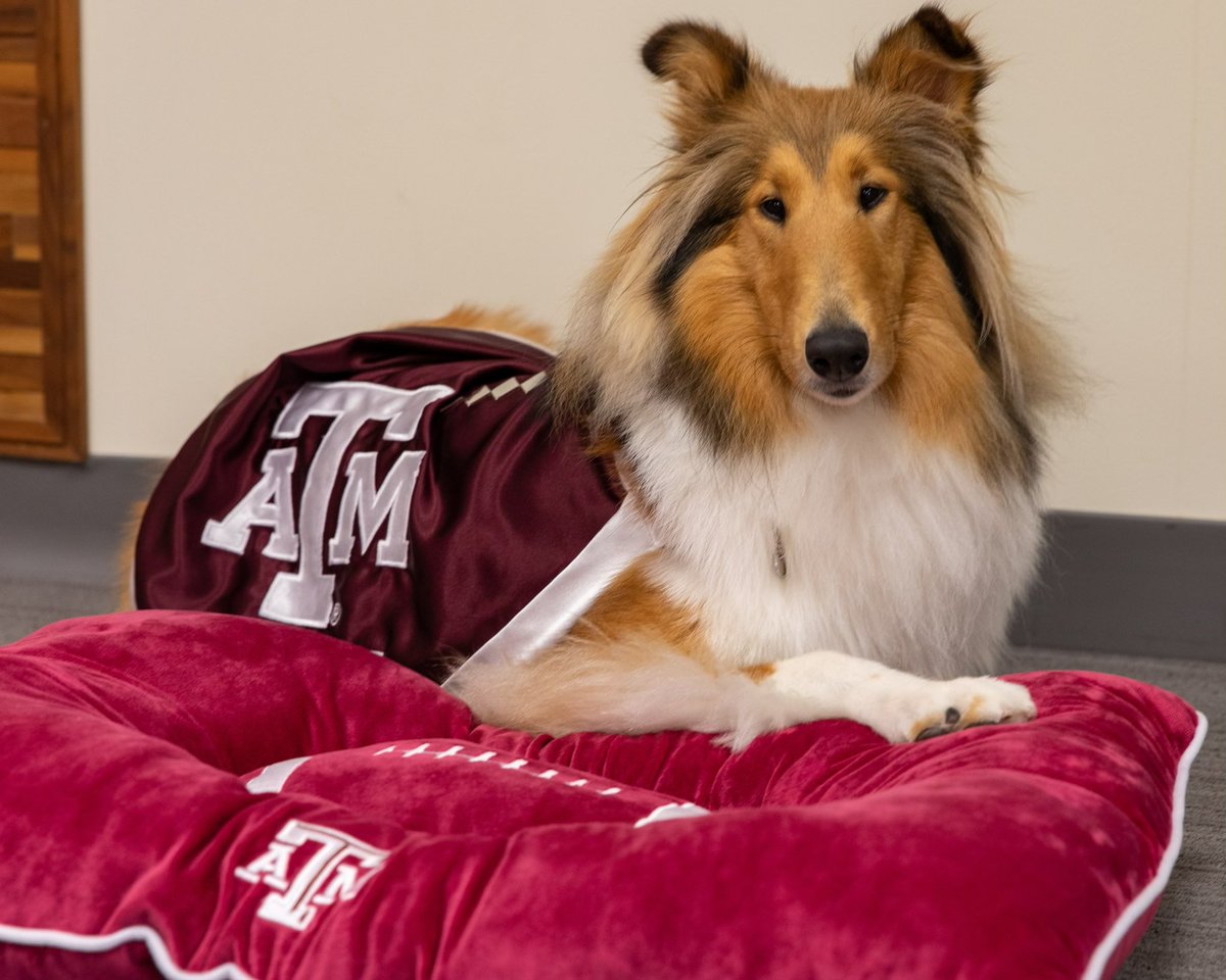 reveille's tweet photo. Thank you to my friends @HEB for the birthday presents! I love them all so much! 🎁 https://t.co/vaig2wDeWv