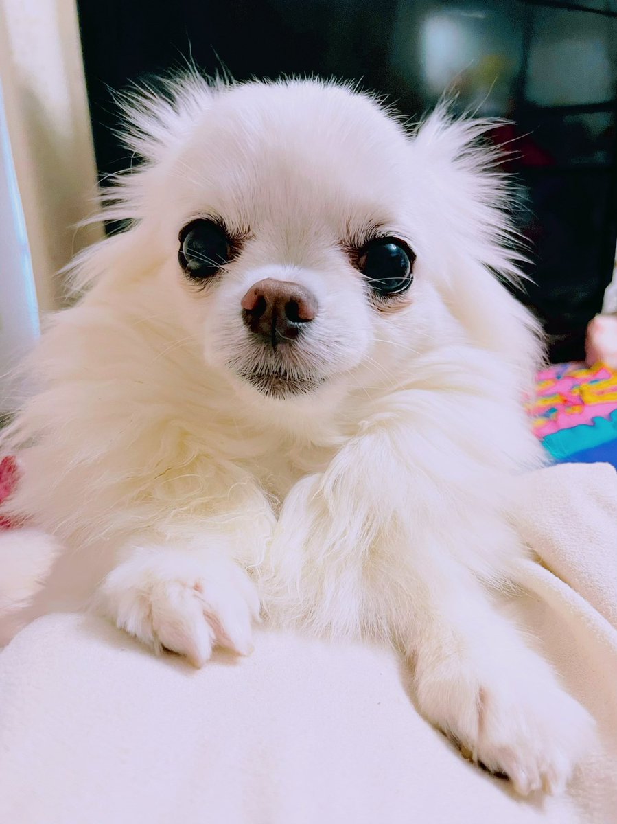 ラムちゃん ʚ ɞ Ram422 Twitter