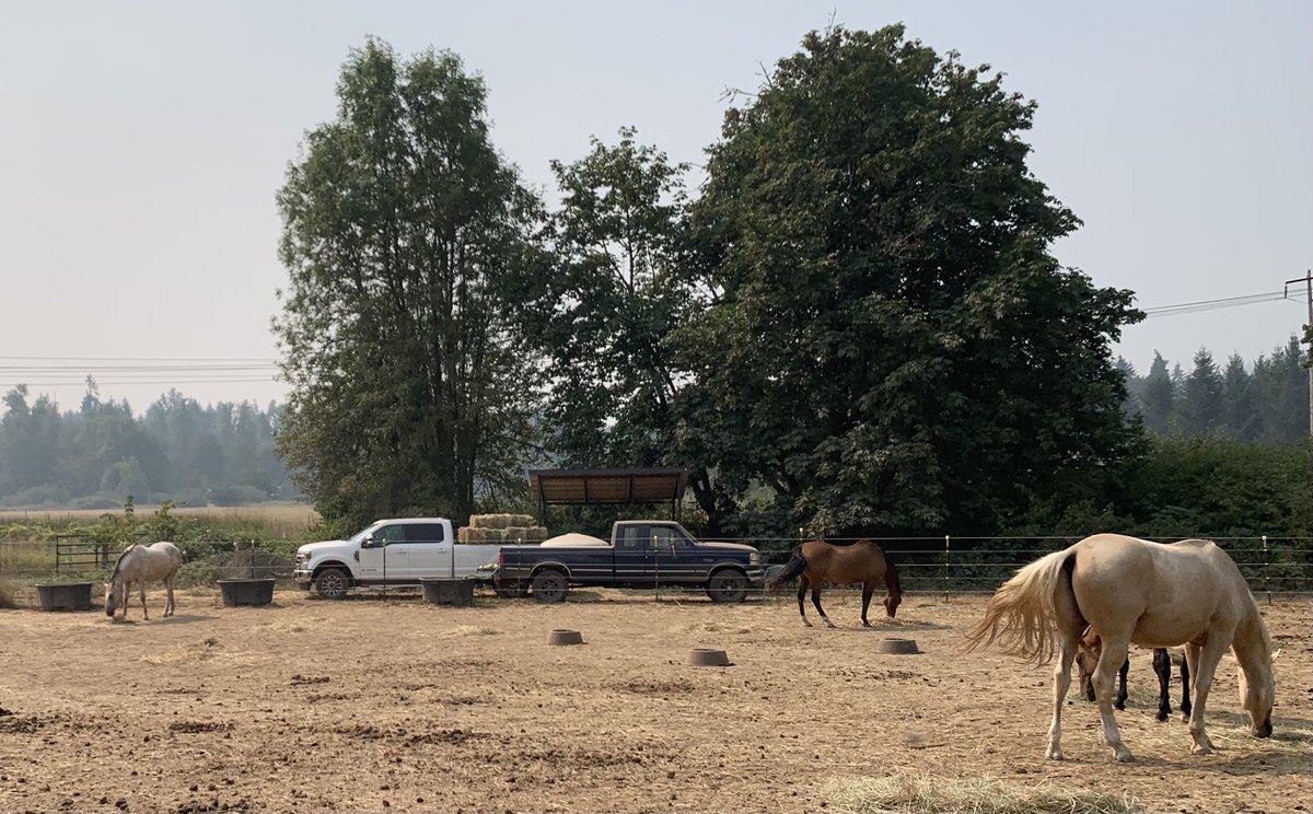 Kevin_Matthews_'s tweet photo. #Farming with 27 years of @Ford #SuperDuty.
Can’t wait to do this all #electric!
#Ford #ElectricF150
#ElectricSuperDuty
#AkhalTeke #horses https://t.co/NT9vEUXamK