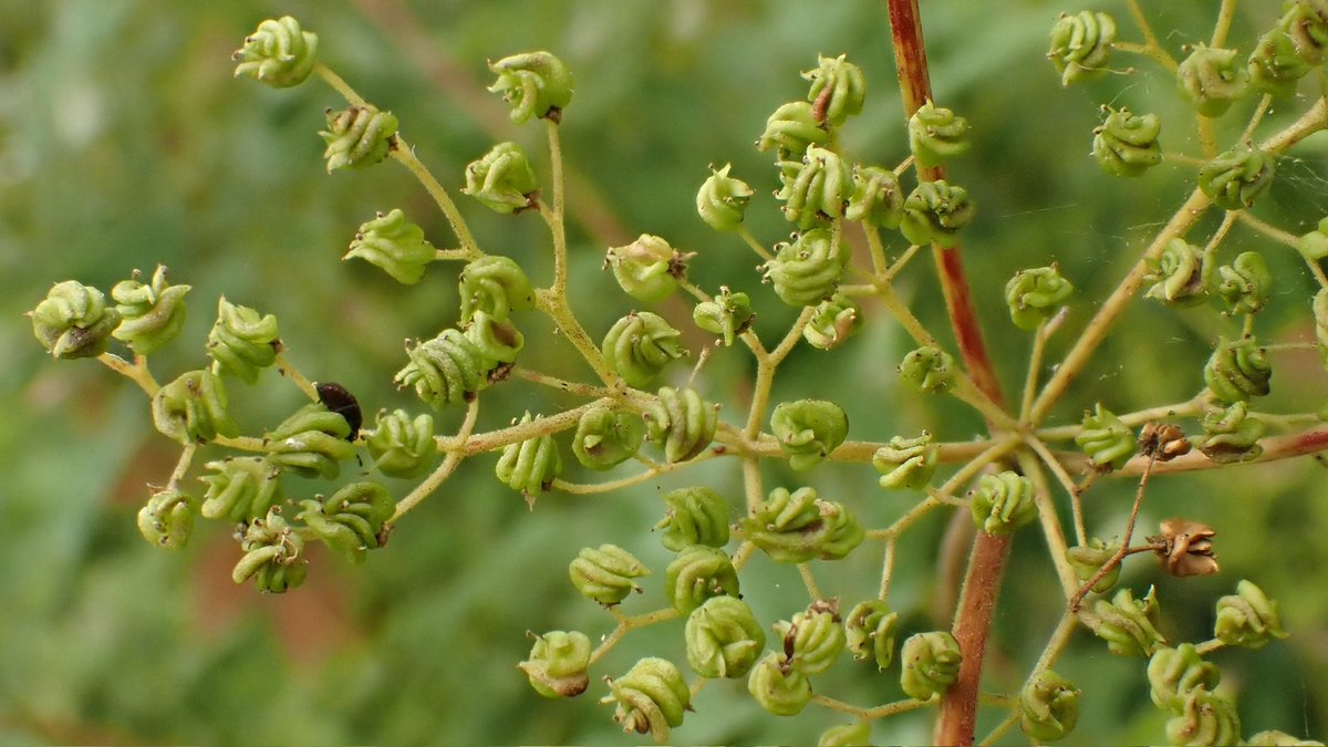The twirly-whirly seedpods of Meadowsweet, Filipendula ulmaria. #WildflowerHour #SeedHeads