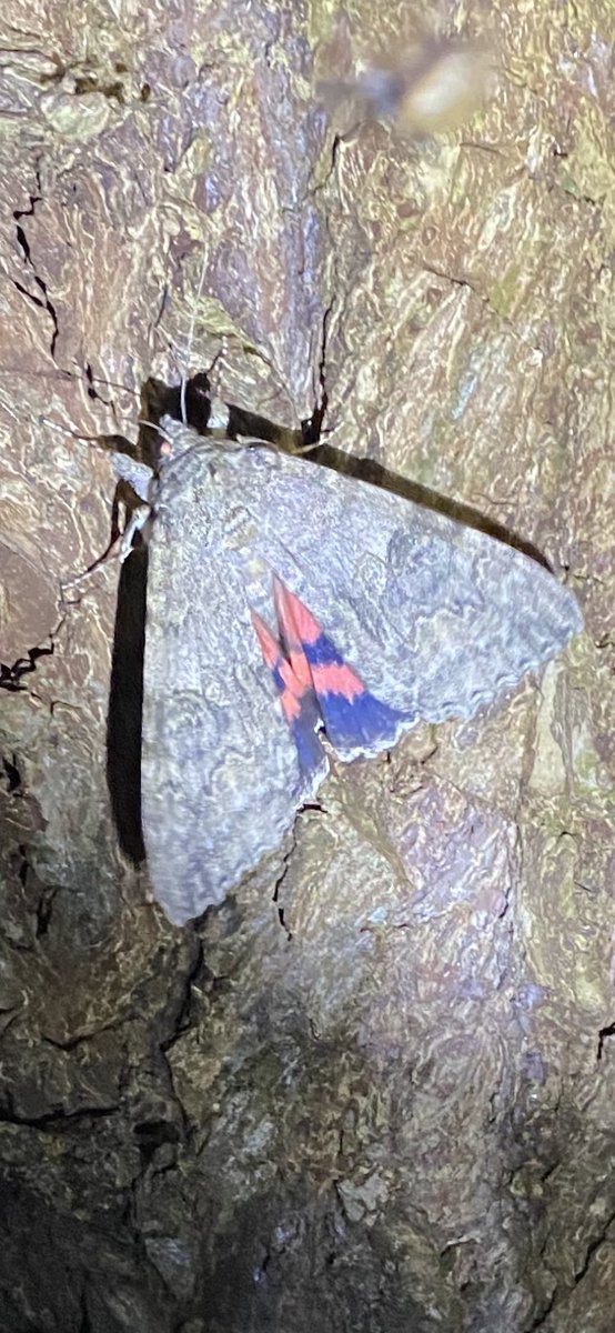 NetwerkAchterwillens tweet media