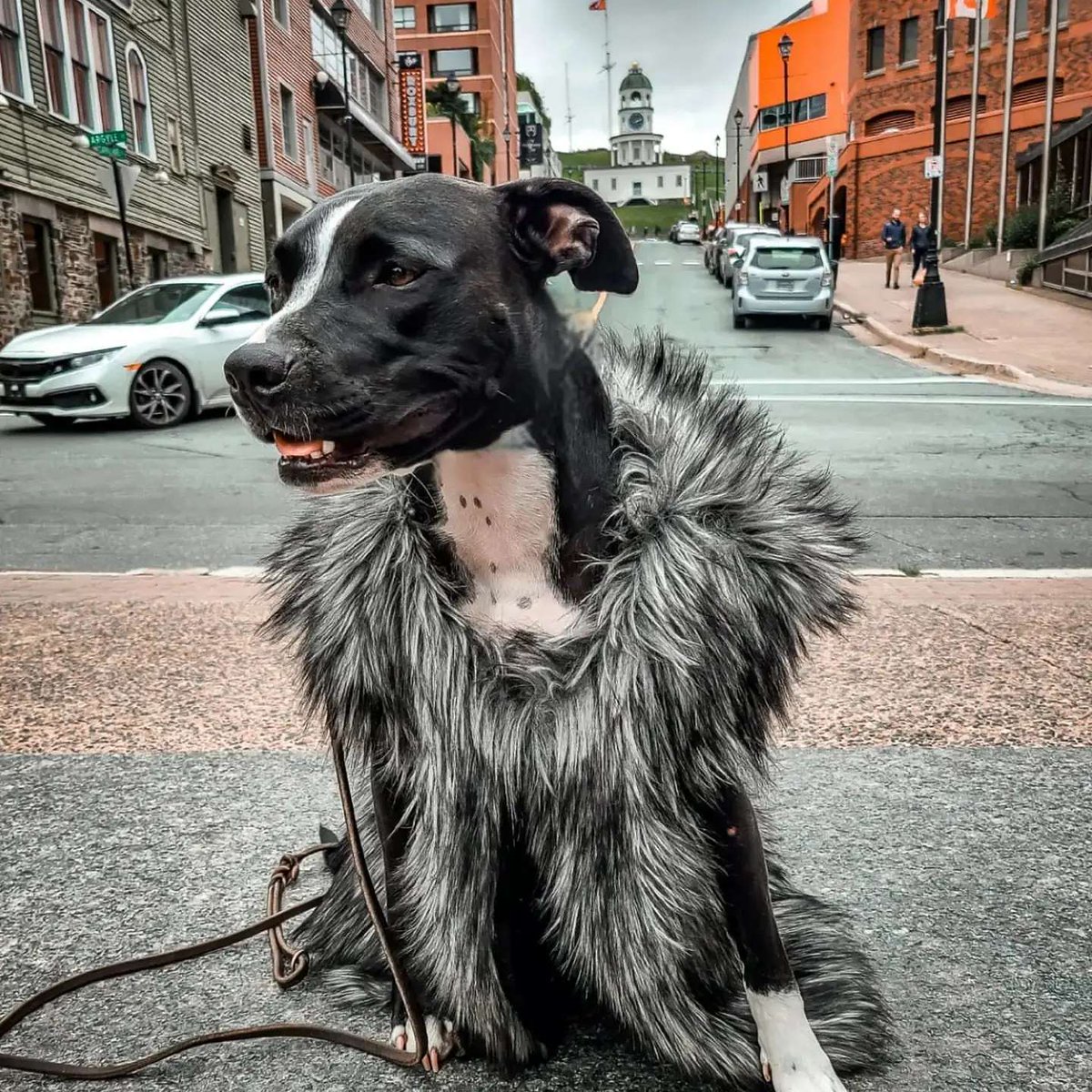 Halifax 🐾's | From @mylittlepibble • • • • • • Halifax, Nova Scotia ⁣ How would you caption this photo? 😏⁣ ⁣ ⁣ ⁣ ⁣ ⁣ ⁣ ⁣ ⁣ ⁣ ⁣ ⁣ ⁣ ⁣ ⁣ ⁣ ⁣ ⁣ #devilwearsprada #costume #dogmodel #hfxdogs #halifaxdogs #hfxdogsquad #dogsofcanada #canadiandogs…