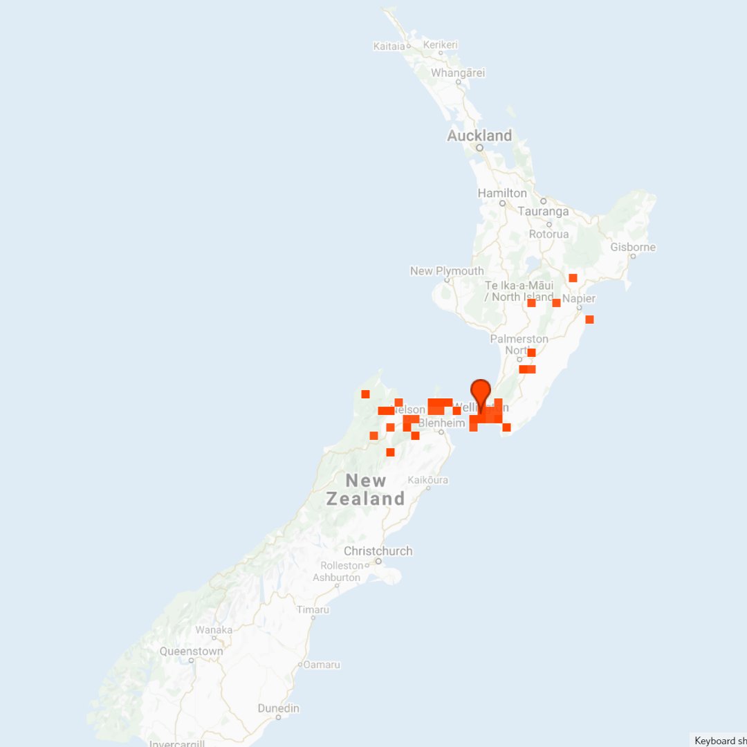 Our local water reservoir tunnel with #cavewētā,  Pachyrhamma edwardsii, which has a range from Hawkes Bay, Wairarapa, Manawatu, Wellington and across to Marlborough, Nelson, Tasman. A nice trans Cook Strait distribution, most likely left over from last glacial maximum😍🦗
