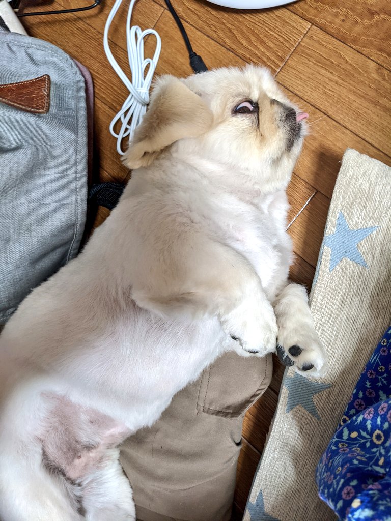 miraclechun's tweet photo. 週末、我が家で連泊したちゅん太郎。この家にも随分慣れて、リラックスモードになってきた。
パートナーの仕事着や仕事カバンに寄り添って眠り出すのはいいんだけど、かなぁりオカルトな白眼っぷりU^ｪ^U https://t.co/OLvXCLehDU