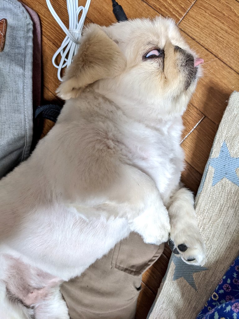 miraclechun's tweet photo. 週末、我が家で連泊したちゅん太郎。この家にも随分慣れて、リラックスモードになってきた。
パートナーの仕事着や仕事カバンに寄り添って眠り出すのはいいんだけど、かなぁりオカルトな白眼っぷりU^ｪ^U https://t.co/OLvXCLehDU