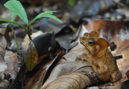 Cedric van den Berg (@vancedberg) on Twitter photo Start your week with some great insights to camouflage specialisation in leaf-micking toads using neat image analysis! New work by James Barnett, <a href="/KC_Michalis/">ConstantineMichalis</a> and the Bristolian camo-gang in JEB: onlinelibrary.wiley.com/doi/abs/10.111… #colsci (that's one heck of a judgy looking 🐸 right there) Start your week with some great insights to camouflage specialisation in leaf-micking toads using neat image analysis! New work by James Barnett, <a href="/KC_Michalis/">ConstantineMichalis</a> and the Bristolian camo-gang in JEB: onlinelibrary.wiley.com/doi/abs/10.111… #colsci (that's one heck of a judgy looking 🐸 right there)