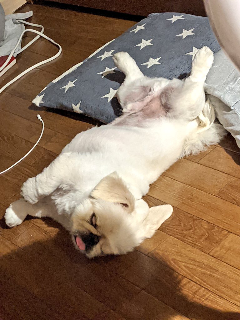 miraclechun's tweet photo. 週末、我が家で連泊したちゅん太郎。この家にも随分慣れて、リラックスモードになってきた。（リプレイ（笑））
ヘソ天でも、舌ぺろんはそのままな、ちゅん太郎U^ｪ^U https://t.co/zXW9mL6Unp