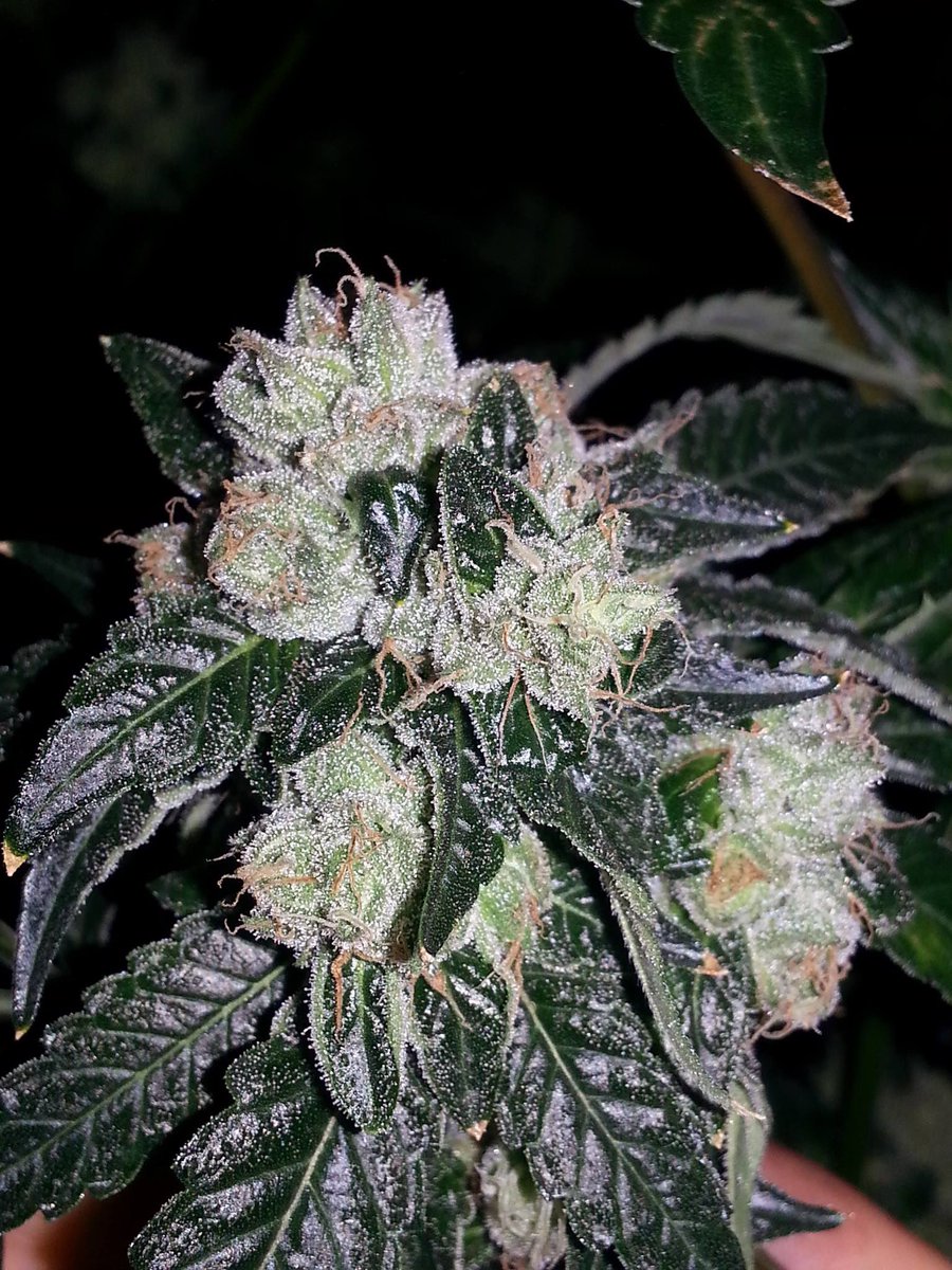 P Bud Mike tweet media