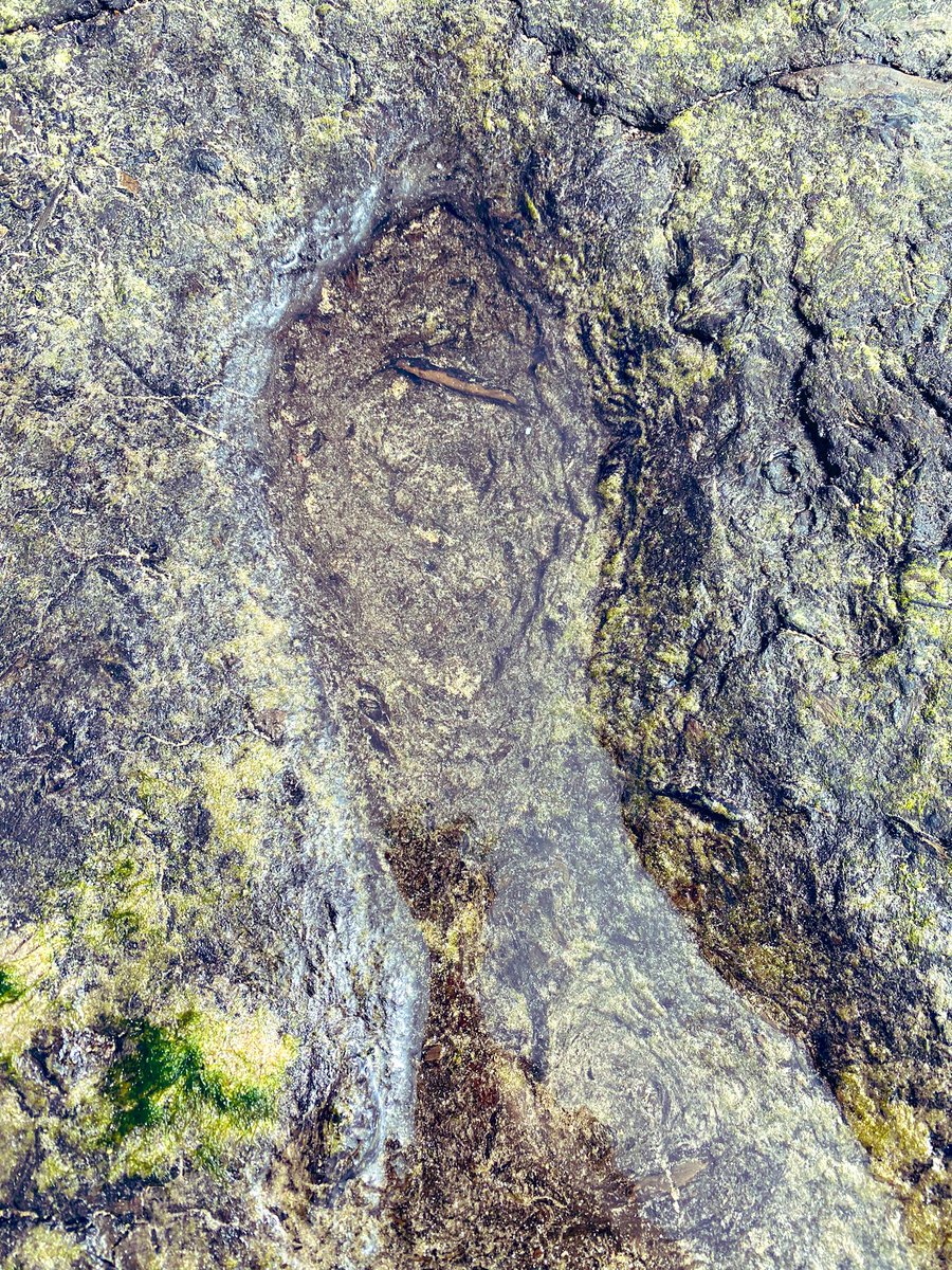Rioannon's tweet photo. Back on Freshwater West this weekend and the peat is still exposed, though to a lesser extent. Hoofprints still clearly visible and some potential human, though all very shallow/eroded. Ginny the Springador for scale.. https://t.co/mrnF0wPJIg