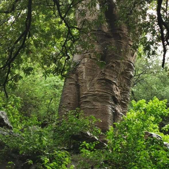 حشرة حفار الساق ، حفار ساق التين #Batocera سوف تقضي على اشجار #التبلدي ، #الباوباب المعمرة المتبقية في #محافظفة_ظفار يجب التحرك و بسرعة لانقاذ ما يمكن انقاذه.  #هيئة_البيئة_عُمان pic.x.com/LQlgu5f1of