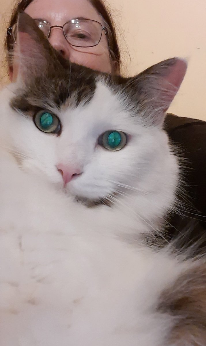 Trying to watch TV. #CatsOfTwitter #Cat #CatsOnTwitter