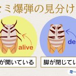 これで驚くこともなくなる？セミ爆弾の見分け方!