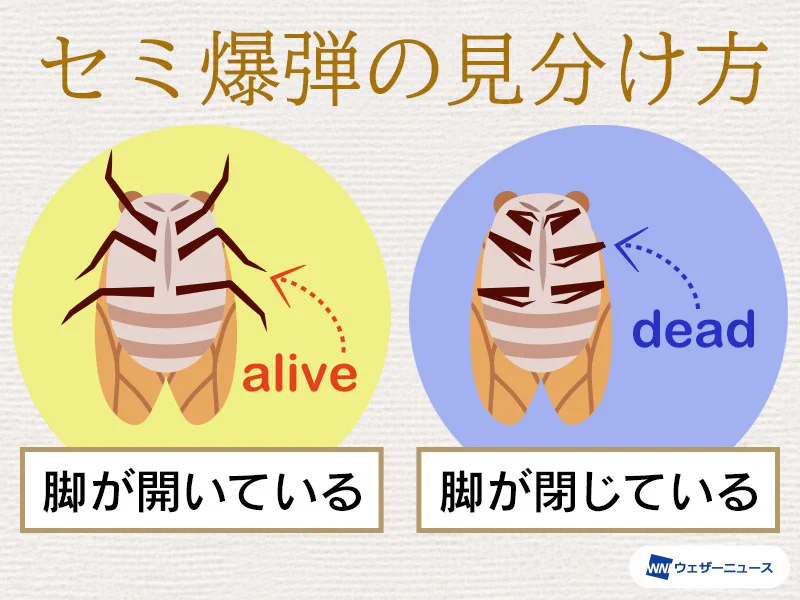 これで驚くこともなくなる？セミ爆弾の見分け方！