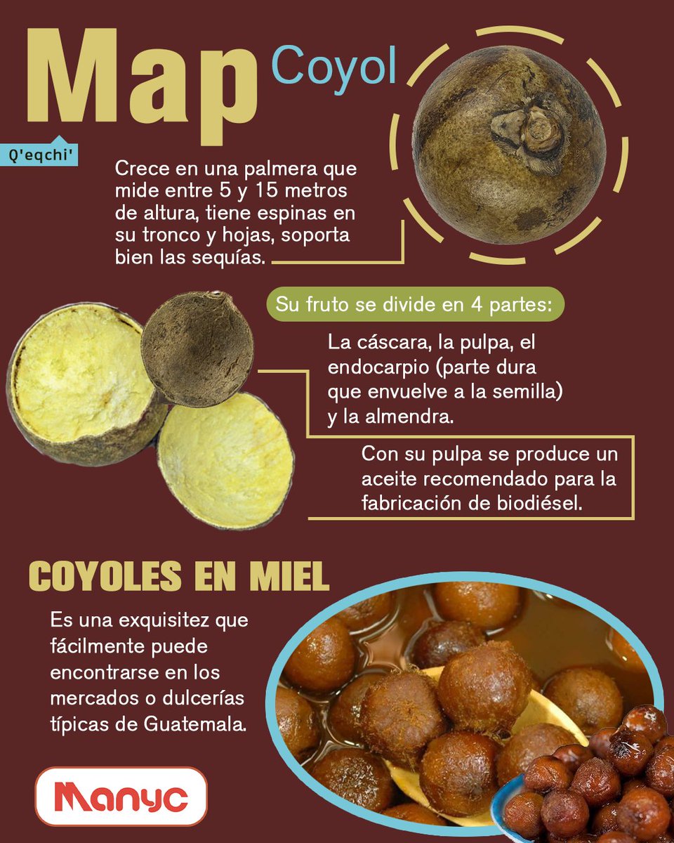 manyc502's tweet photo. 🇬🇹Coyol😋Map (Q´eqchi´)
Cuando el coyol está fresco se le retira la piel, se puede chupar y comer la pulpa que es pegajosa, dulce y viscosa.
#guatemala #guate #gastronomía #gastronomiaguatemalteca #recetas #manyc #antojitos
#AltaVerapaz #qeqchi https://t.co/8VRBpIUkMv