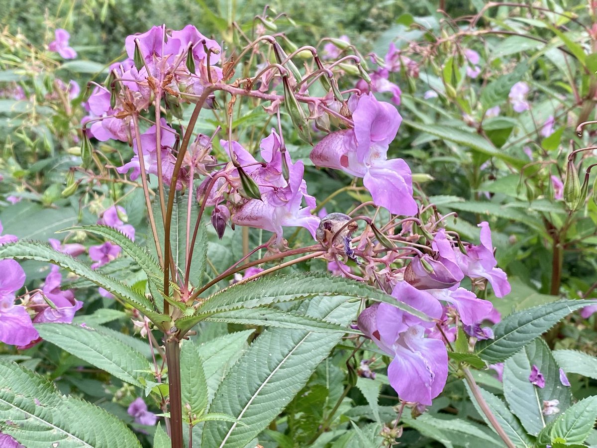 Himalayan Balsam. Invasive, but very scented and the bees seem to like it. #wildlfowerhour