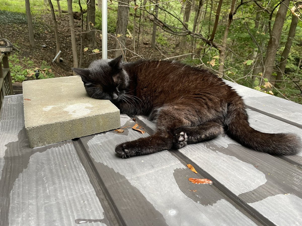 Dando Lab tweet media