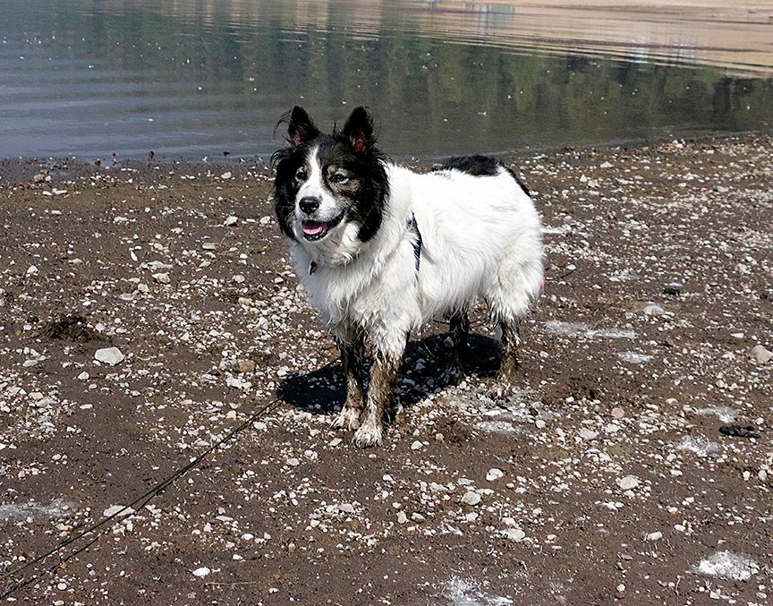 It's not a REAL #LaborDayWeekend unless it's got a bit of mud. Got mud? Show us! 

#ReddingDogs #MtShasta #AdventureDogs