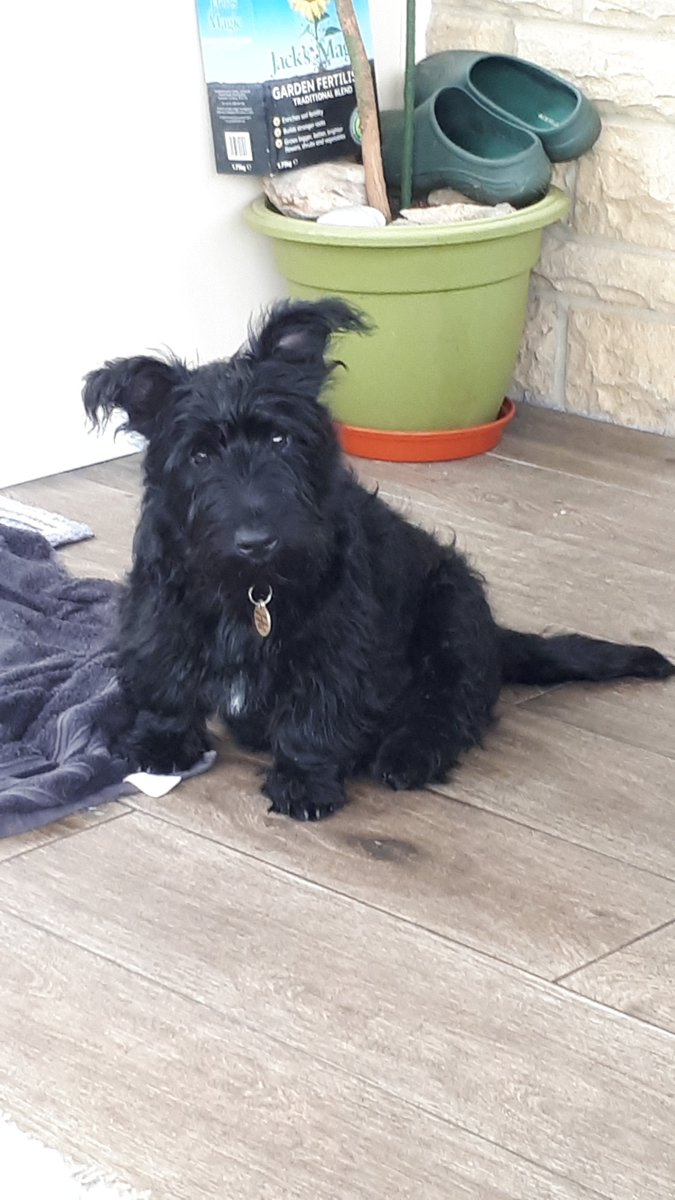 Letuseatcake798's tweet photo. "Hope you've got the name of a good solicitor, Stanley," from tonight's episode will come in very handy with OUR Stanley too. 😊 #vera @BrendaBlethyn #scottishterriers  #puppy #innocentuntilprovenguilty #alwaysuptonogood https://t.co/Z4TJZjlRdV