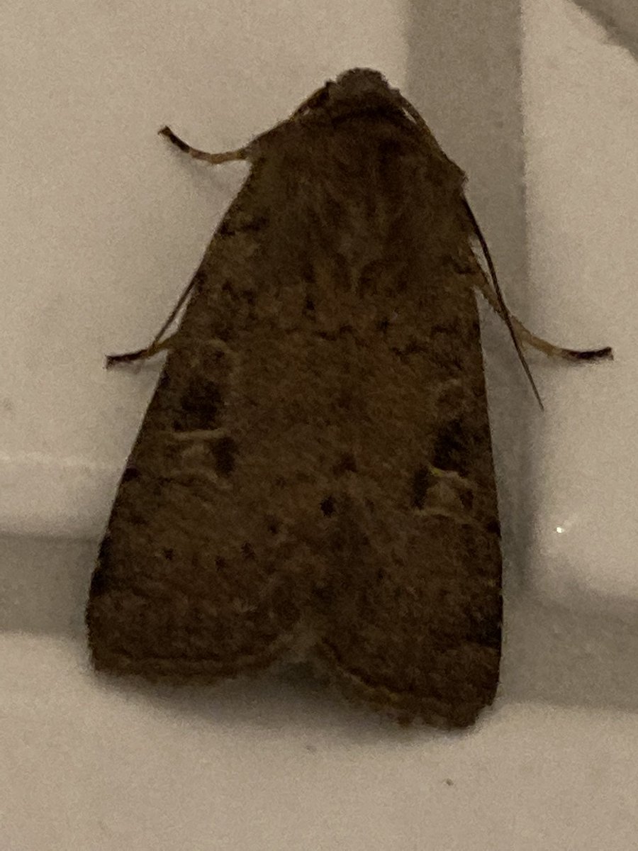 TJQPNI's tweet image. A beautiful pair of arrivals just fluttered in through my bathroom window: green carpet moth [Colostygia pectinataria] and (I think) a square spot rustic moth [Xestia xanthographa] @BritishMoths @savebutterflies #summerevenings #windowsopen