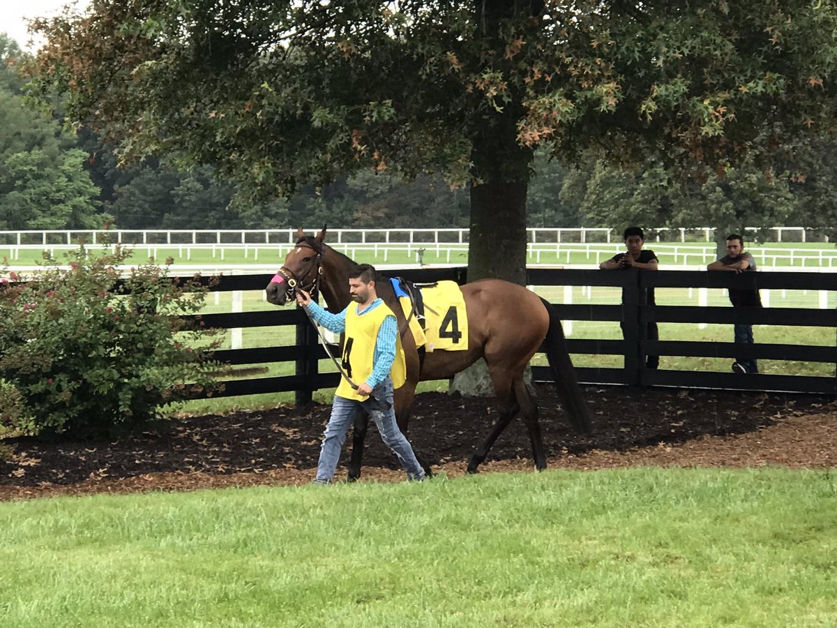 LBBStables's tweet photo. Couldn’t be happier with that debut from our girl, Lubna. Great job by @AnnaMeahRacing and team to get her ready and a big thanks to @MeahLloyd and @RiderDavey for having us. Big things ahead! https://t.co/yIpzWEtzff