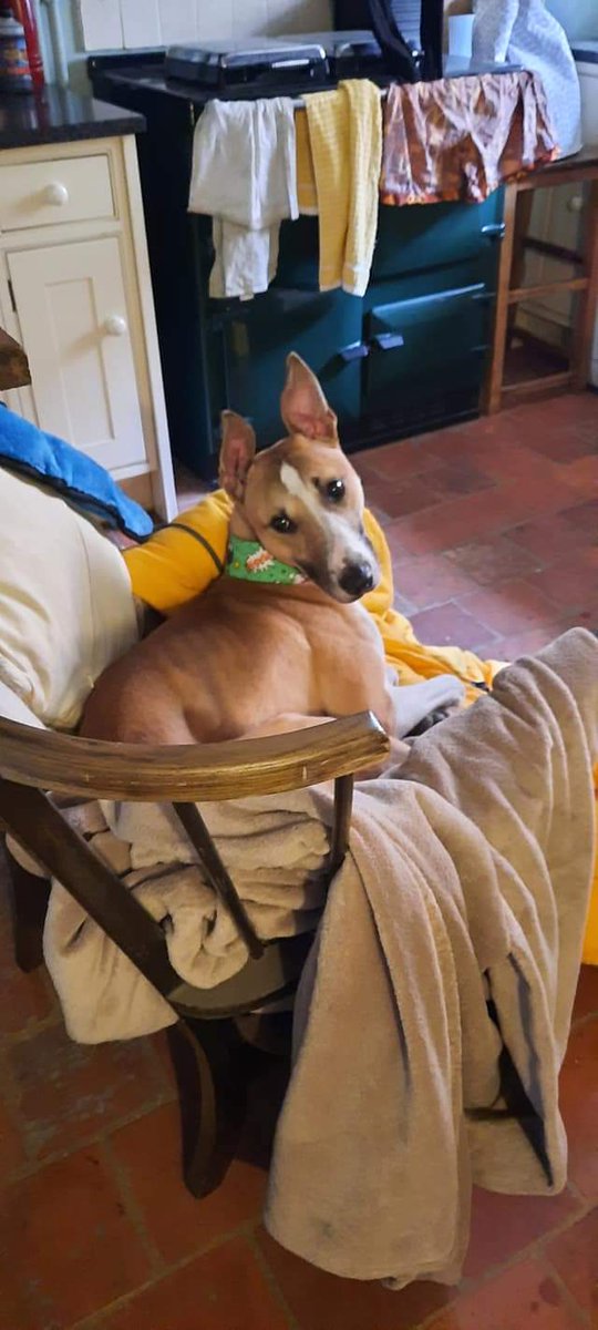 Greyhound Gap tweet media