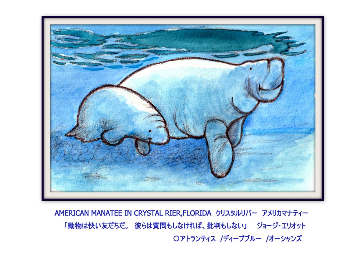 アメリカ一周の旅 ㉛
フロリダ、クリスタルリバーにやって来るアメリカマナティ。マナティーとジュゴンの違いは、マナティーは淡水や海水、ジュゴンは海水だけに住む。さらにジュゴンの尾びれは三角形、マナティーはしゃもじ型。今年はフロリダで430頭死亡したらしい! 原因わからず😟

#イラスト