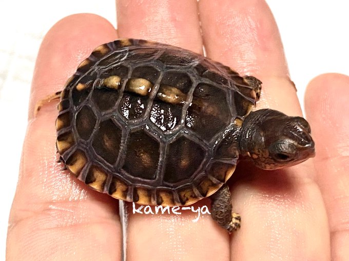 Kame Yaナオ さん のツイート カッコイイ の検索結果 1 Whotwi グラフィカルtwitter分析