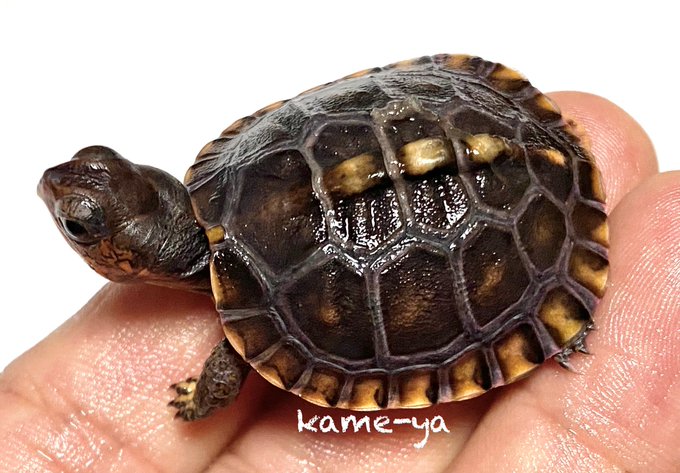 Kame Yaナオ さん のツイート カッコイイ の検索結果 1 Whotwi グラフィカルtwitter分析