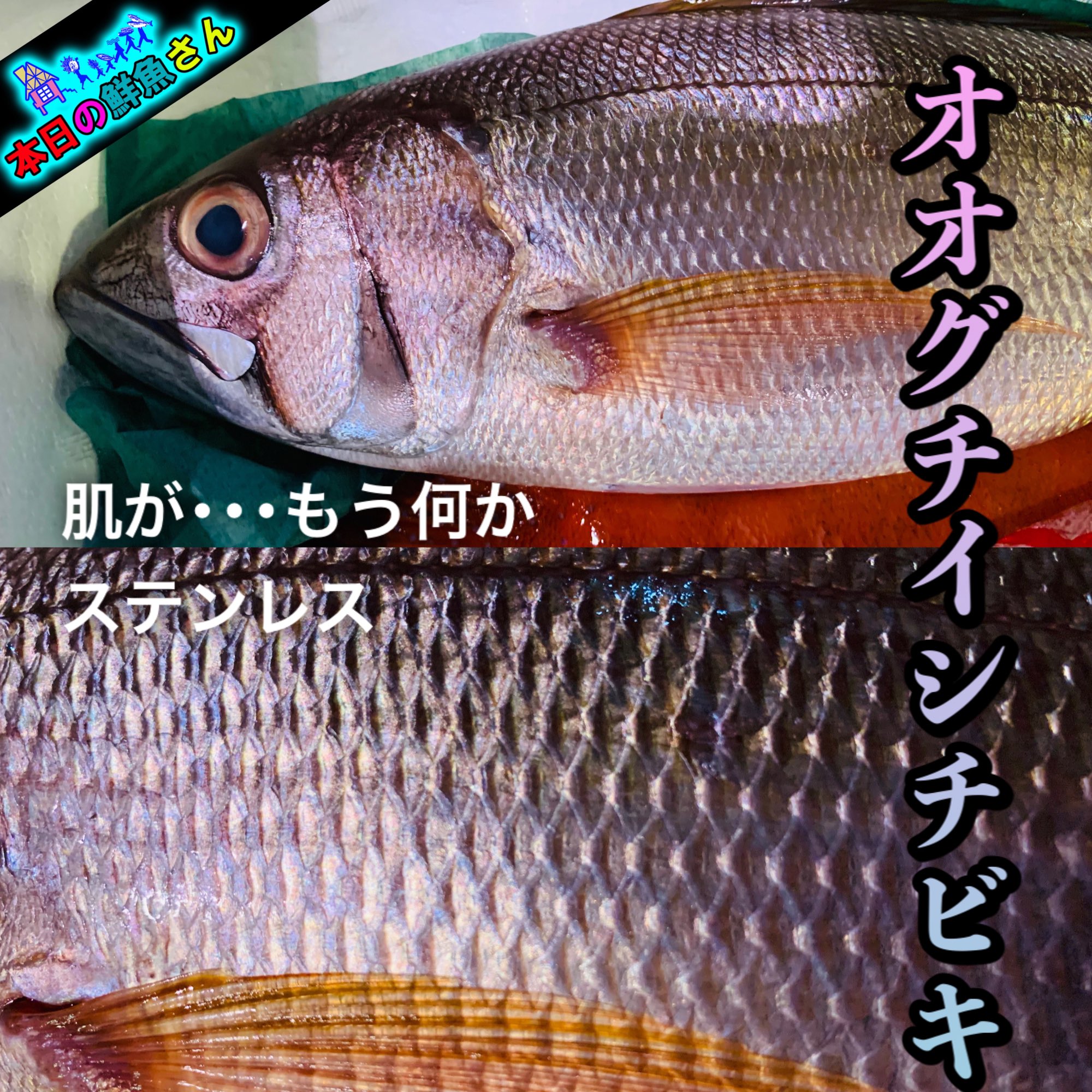 Aoike 青池水産株式会社 肌がもう何かステンレス オオグチイシチビキ やたら長い名称のオオクチイチシビキ 鹿児島 沖縄で漁れるお魚でチビキという名前からも身が赤く あまり流通しないらしいです この肌がもうステンレスみたい 綺麗なお魚です