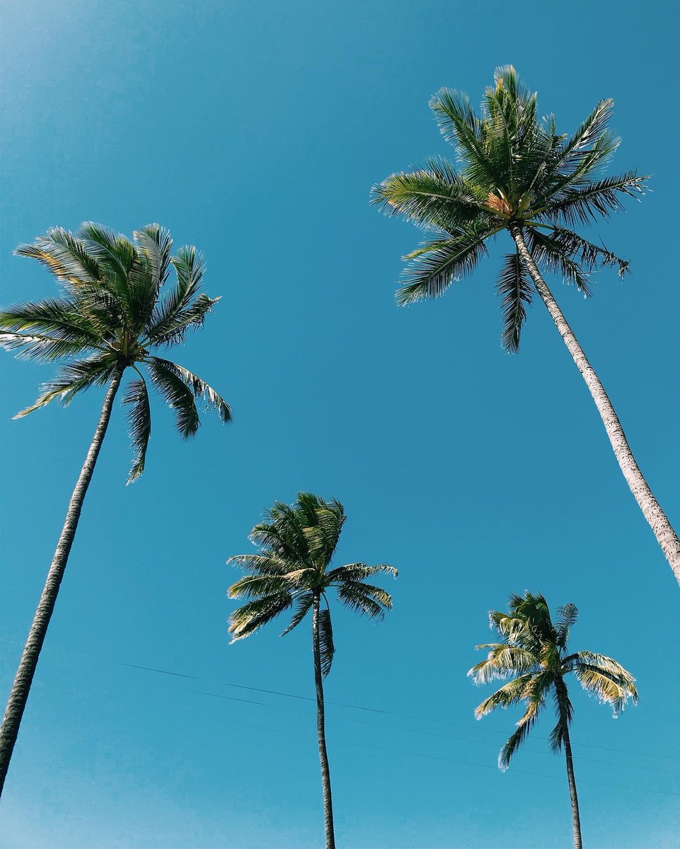 pacificmusicHI's tweet photo. Sun is out, not a cloud in the sky ☀️ 🌴
Brighten up your music journey with #pacificmusicinstitute
📷 IG: tiffrizer
#tropicalliving #palmtreeparadise #palmtreelover #palmtreesandsunshine #palmtreelove #palmtreelife #palmtreesfordays #hawaii #honolulu #oahu #oahulife https://t.co/hizyLGzvnj