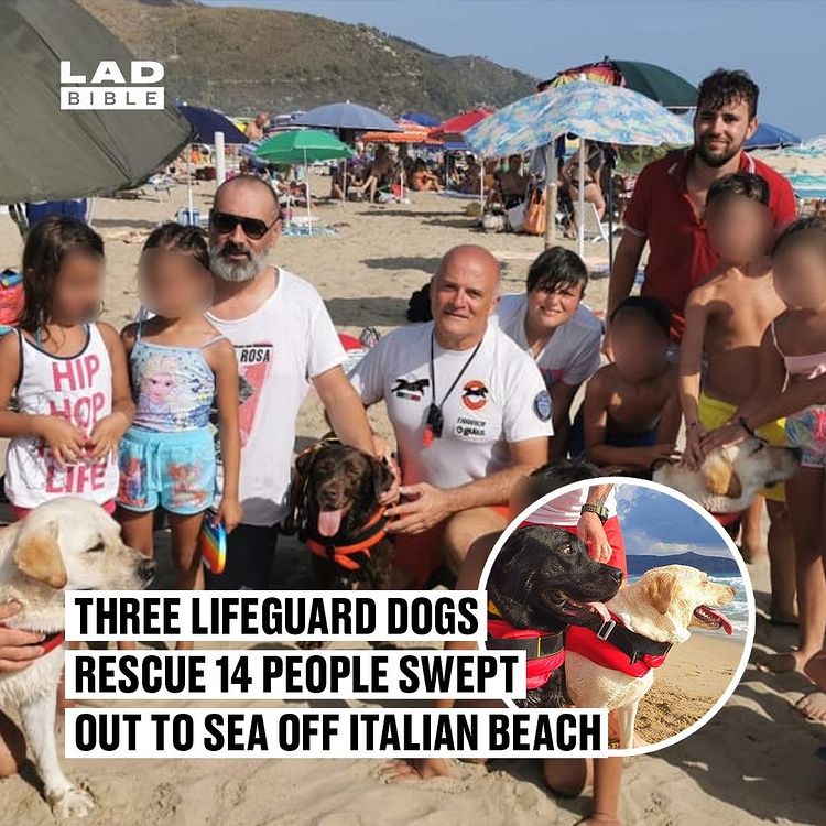 Dogs are simply the best 🐕🙌   
Via 📷 ladbible
#lifeguards #dogs #cleverclassic