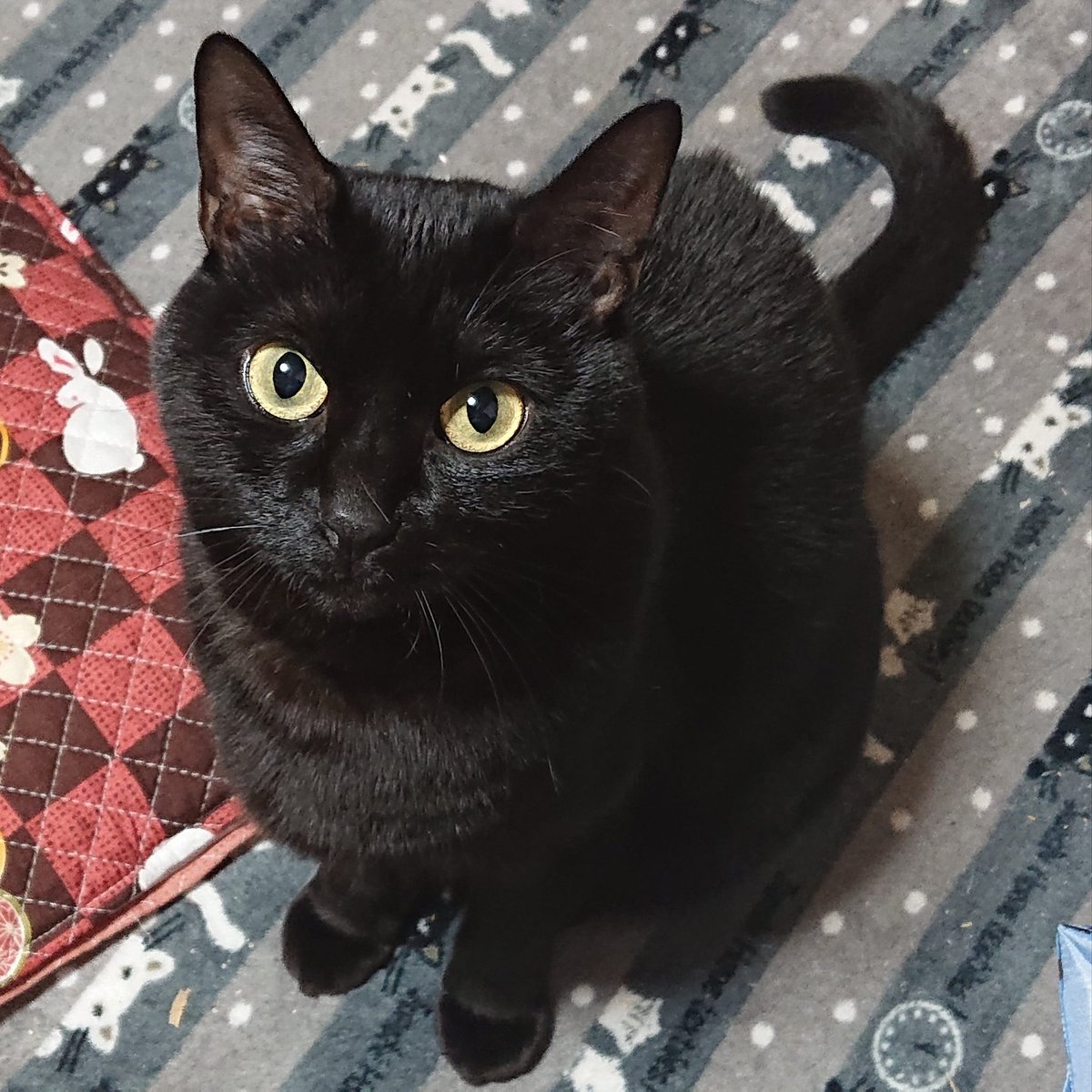 zizichin@黒猫大好き on X: 