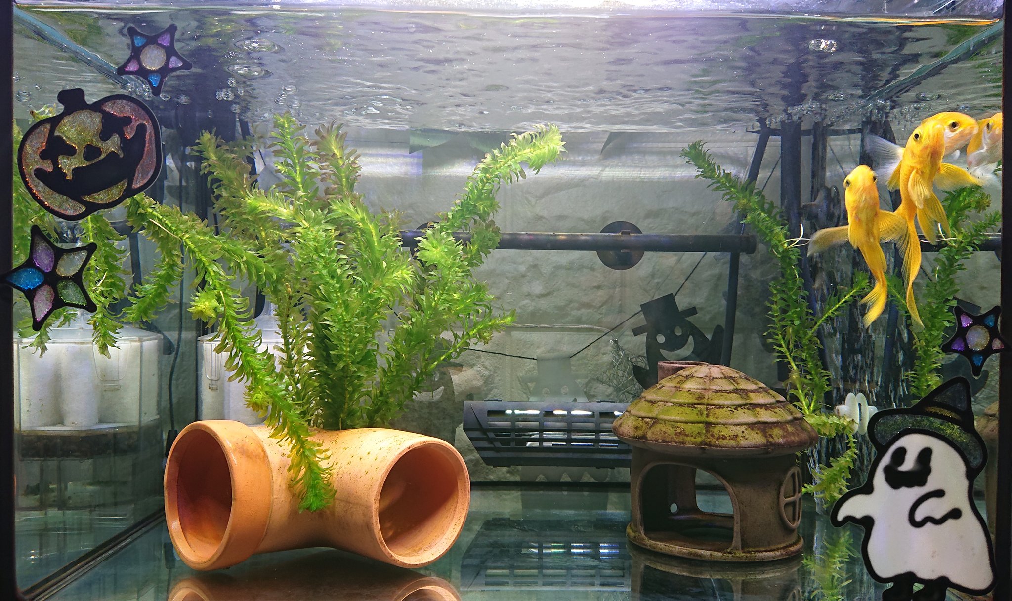 金魚水槽 Twitter Search Twitter