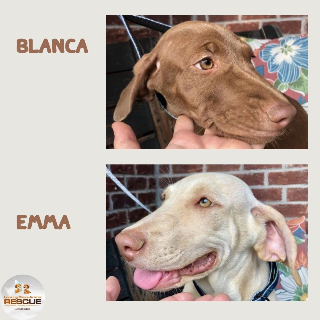 Cutest sister duo! Blanca and Emma are Labrador Retriever Mix Puppies that are ready to be adopted. Please fill out an application to adopt. #adoptdontshop #lgar #rescue #fosterssavelives lgarinc.org/adoption-appli…