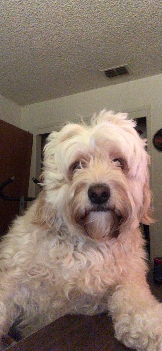 TremaineRadcli1's tweet photo. @dog_rates My cousin, Atlas https://t.co/5kwrBaazyR