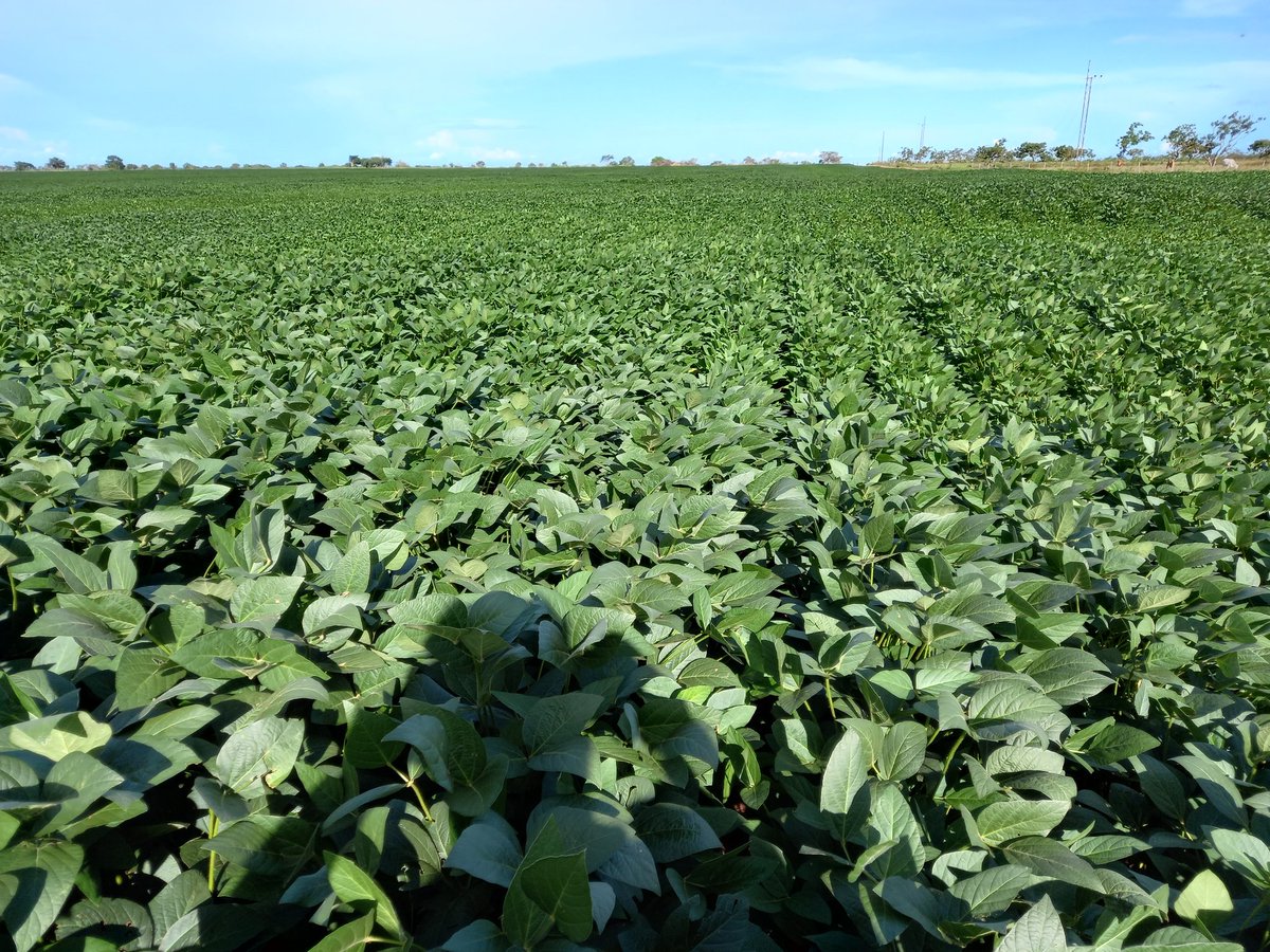 SebasSoyAgro's tweet image. Soja en R5 en la Mesa de Guanipa, ElTigre, Anzoategui 🇻🇪... 03/09/21
