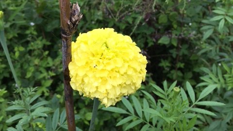 大人のキャンプ場 笑うふくろう マリーゴールド 種から育てたんだけど これが大きい 画像の背丈は130cm うっ こんなはずでは ああ 何の種類を蒔いたんだろう 根に線虫の防除効果があるんだって いいね キャンプ女子 キャンプ好きさんと