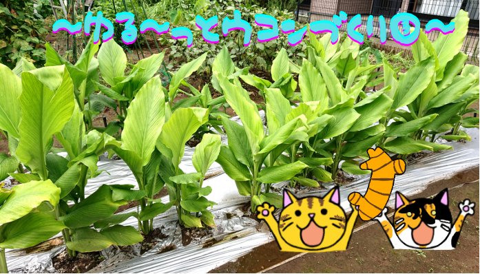 栽培 Twitter Search 栽培 Twitter Search