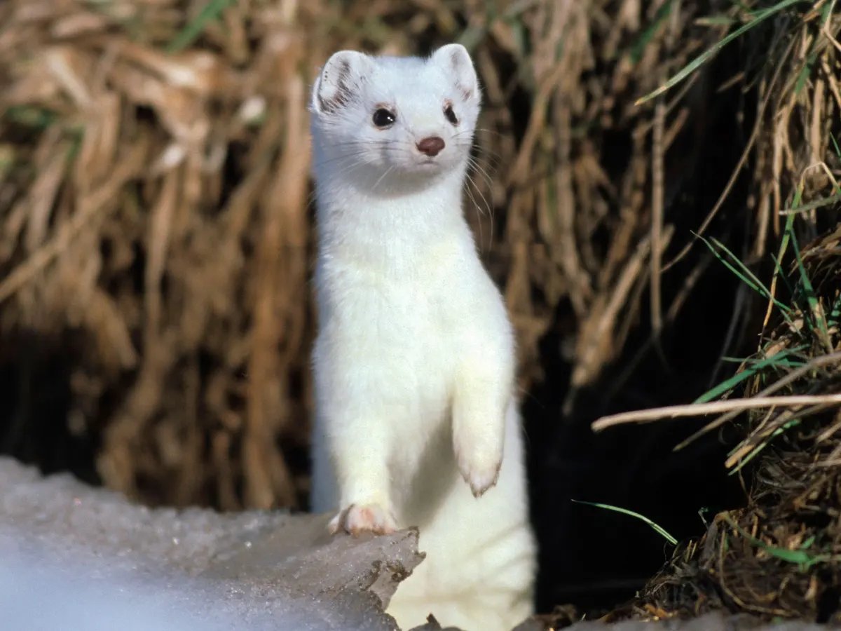 just found out that there's an animal called the stoat and it looks li...