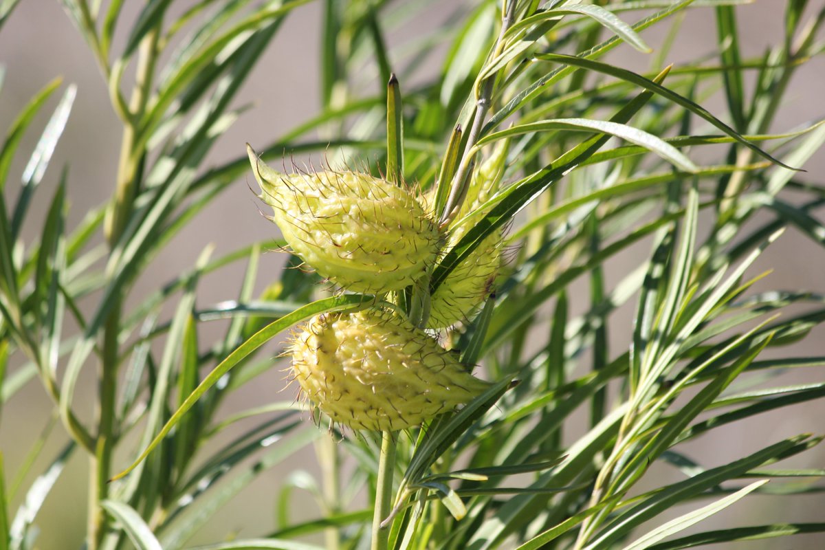 Perfect time to find and remove Cotton Bush - Seed heads are beginning to form and if released their airborne seeds will make plenty more next year!
For control options see: agric.wa.gov.au/herbicides/nar… 
<a href="/PeelHarveyCC/">PeelHarveyCC</a> <a href="/PH_Biosecurity/">PHBG</a> @AusLandcare <a href="/DPIRDWA/">DPIRDWA</a> <a href="/LandcareSJ/">Landcare SJ</a> 
#NLP #Landcare