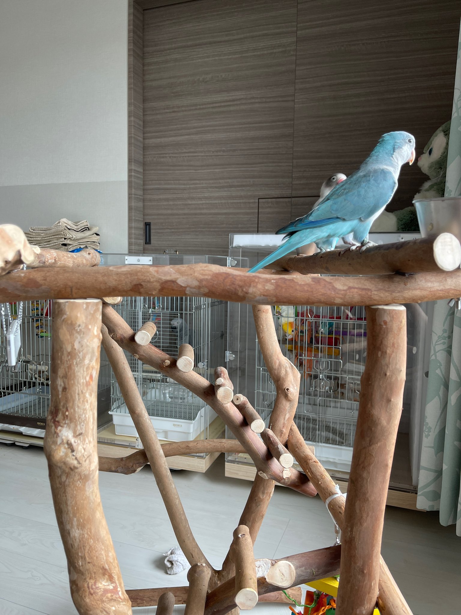 私とゆかいなインコたち Y Rin1017 Twitter