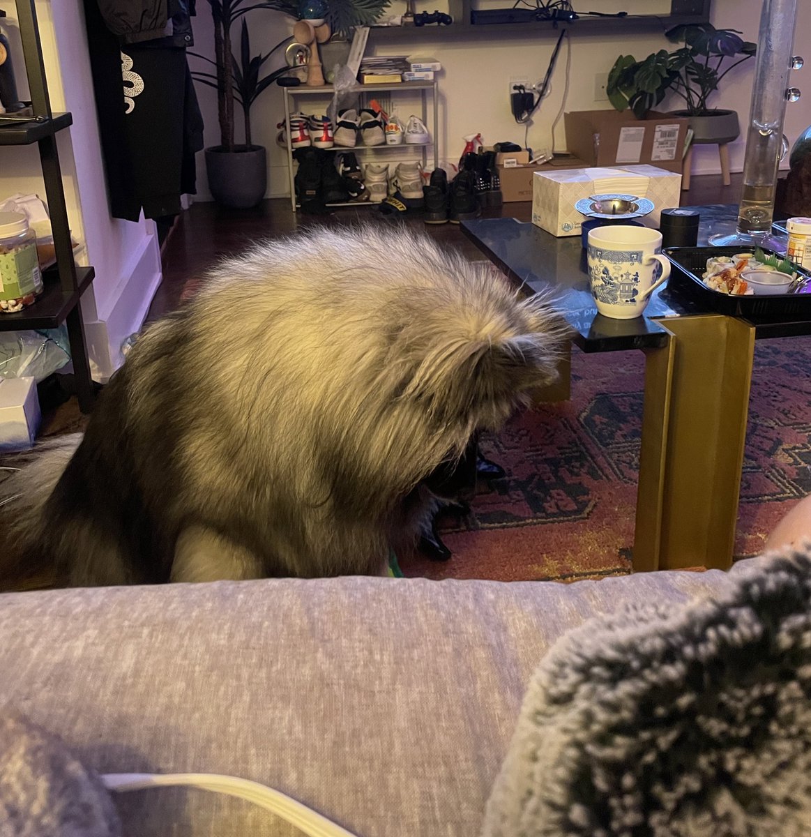 levelupdub's tweet photo. When I don’t share my food she just sits like this with her head down 😫 https://t.co/mJWHTh4hmZ