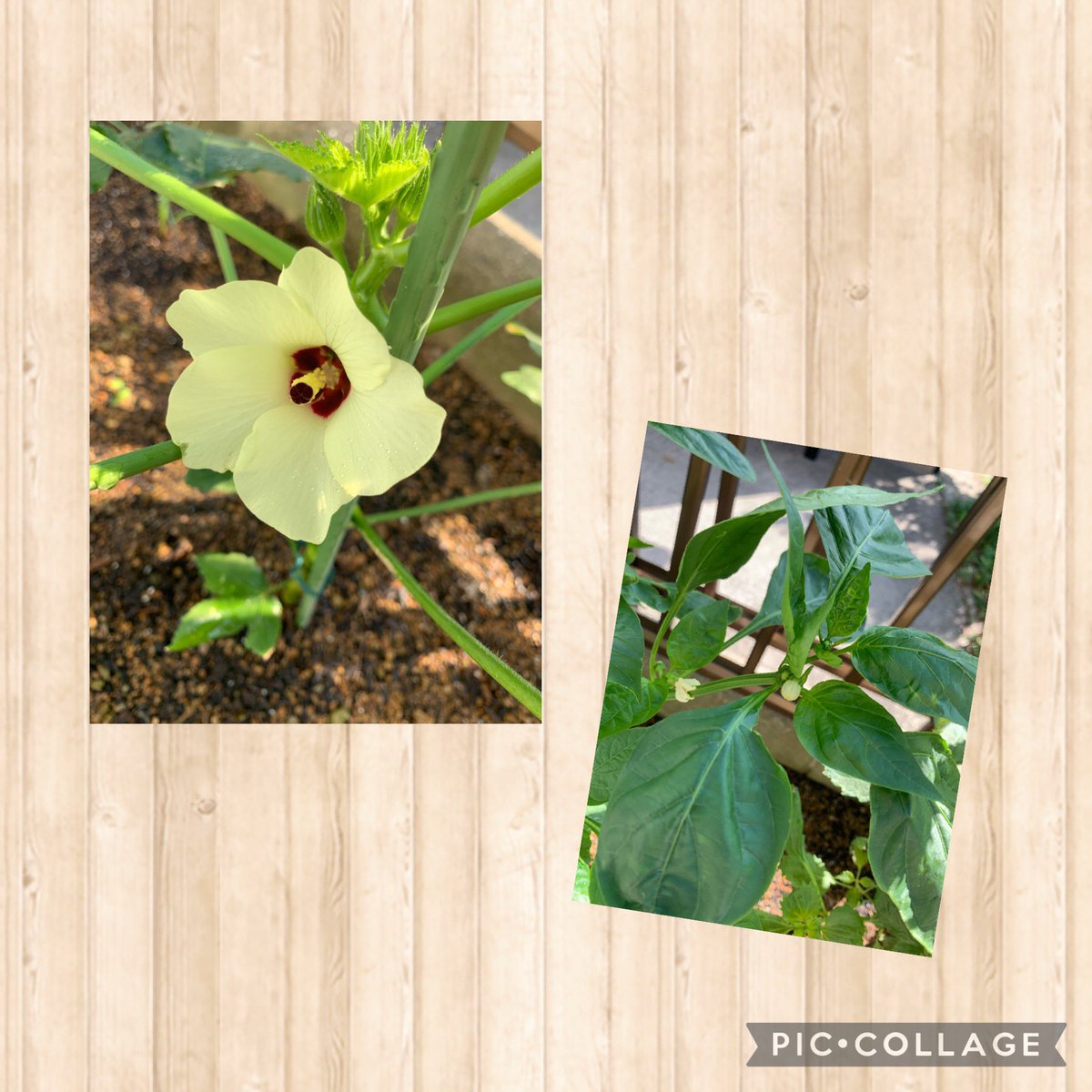 福ましゃ みゅう ᵕ ୨୧ 我が家の野菜たち 順調に成長してます オクラの花も咲きました ゴーヤもまだまだ赤ちゃんです そして大雨に耐え抜いたひまわりも頑張ってます 家庭菜園 代目ひまわり きゅうり ゴーヤ トマト オクラ