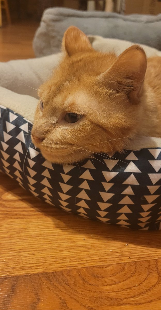 lynnslagle42's tweet photo. Mommy is running her mouth while I'm napping lol! Can you tell? She asked me about my airplane ears, and I just turned my head and pretended I was listening 😹 #cerebellarhypoplasia #chlove #wobblykitty #chkitty #ajrplaneears #yeahwhatevermom #stoptalkingplease https://t.co/7XCL2B9vdl