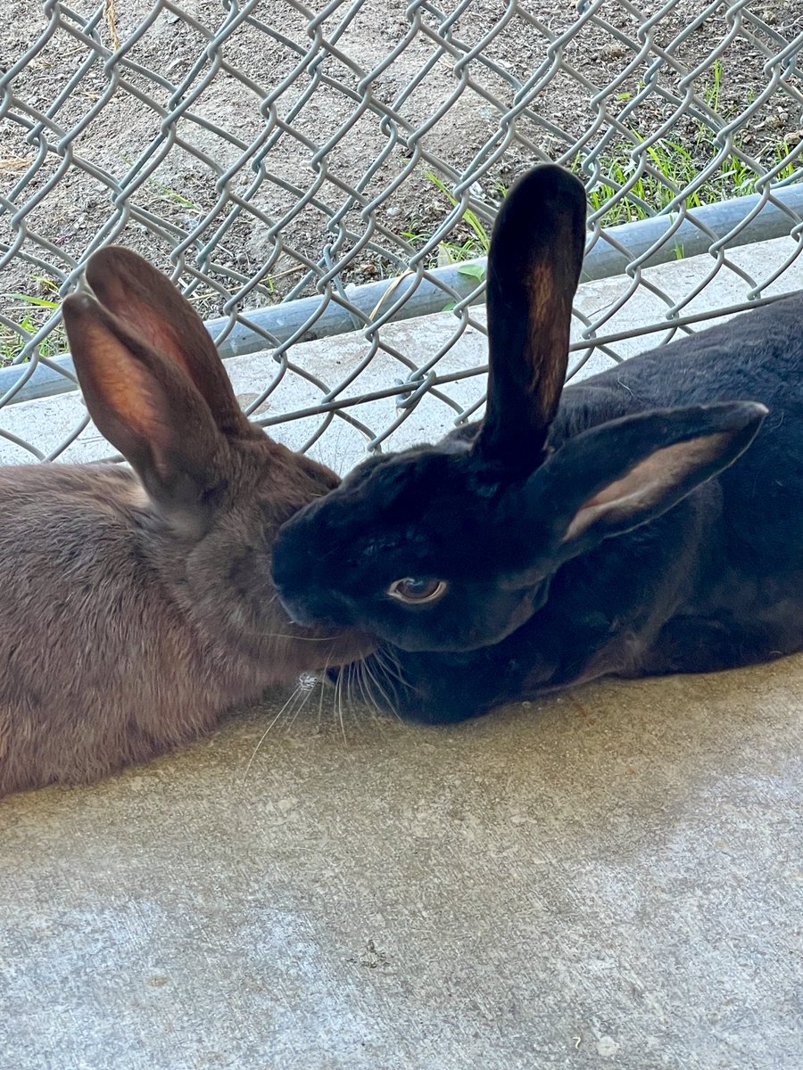 BunnyBrigade's tweet photo. The shelter #bunnies had a great time in playgroup today. Friends were made, binkies were performed and naps were taken.❤️

#adoptdontshop #adoptablepets https://t.co/KiBp6FhDfC
